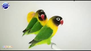 Don't Ever buy this Pair. Video No 350 screenshot 2