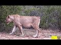 How Did Lioness Lost Her Tail?