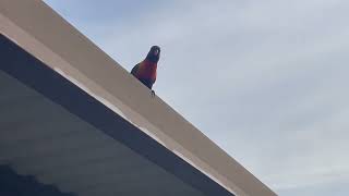 Lorikeets in the backyard part 1