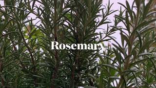 Rosemary drink for memory || اكليل الجبل لتقوية الذاكرة