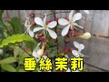 垂絲茉莉養不好 記住這幾點 年年能開花 花穗垂下太美了 養花匠小齊 垂絲茉莉養不好 記住這幾點 年年能開花 花穗垂下太美了 養花匠小齊