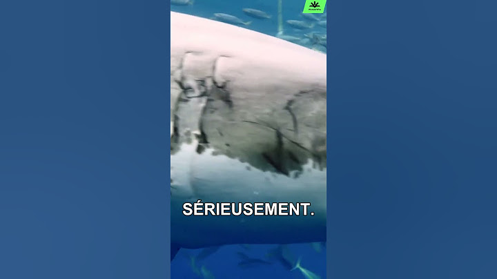 Qu'est-ce qui est plus dangereux qu'un requin ? 🥥