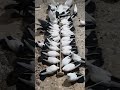 🕊️🤍 Feeding White Pigeons | Pure Happiness &amp; Peaceful Moments ✨ #birds #villagelife #pigeon