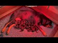 Rottweiler Goes Into Labour And Give Birth To 9 Puppies