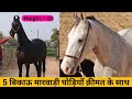 5        5 marwari mares for sale