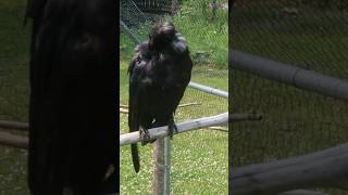 A Crow Named Peach #crow #raven