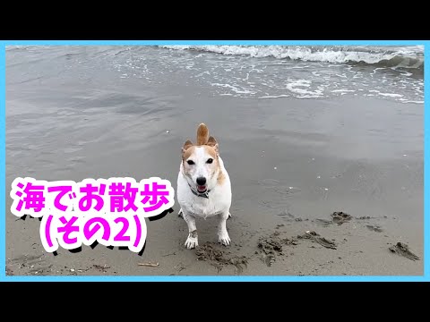 海でお散歩したジャックラッセルテリアが可愛かった(その2)