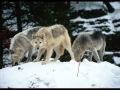 A Wolf Song - The Beauty of WOLVES