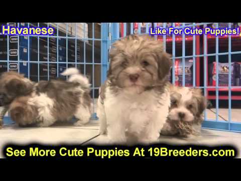 havanese breeders in maryland 16 puppies and dogs at maryland spca need help doovi havanese breeders in maryland 16 puppies and dogs at maryland spca need help doovi