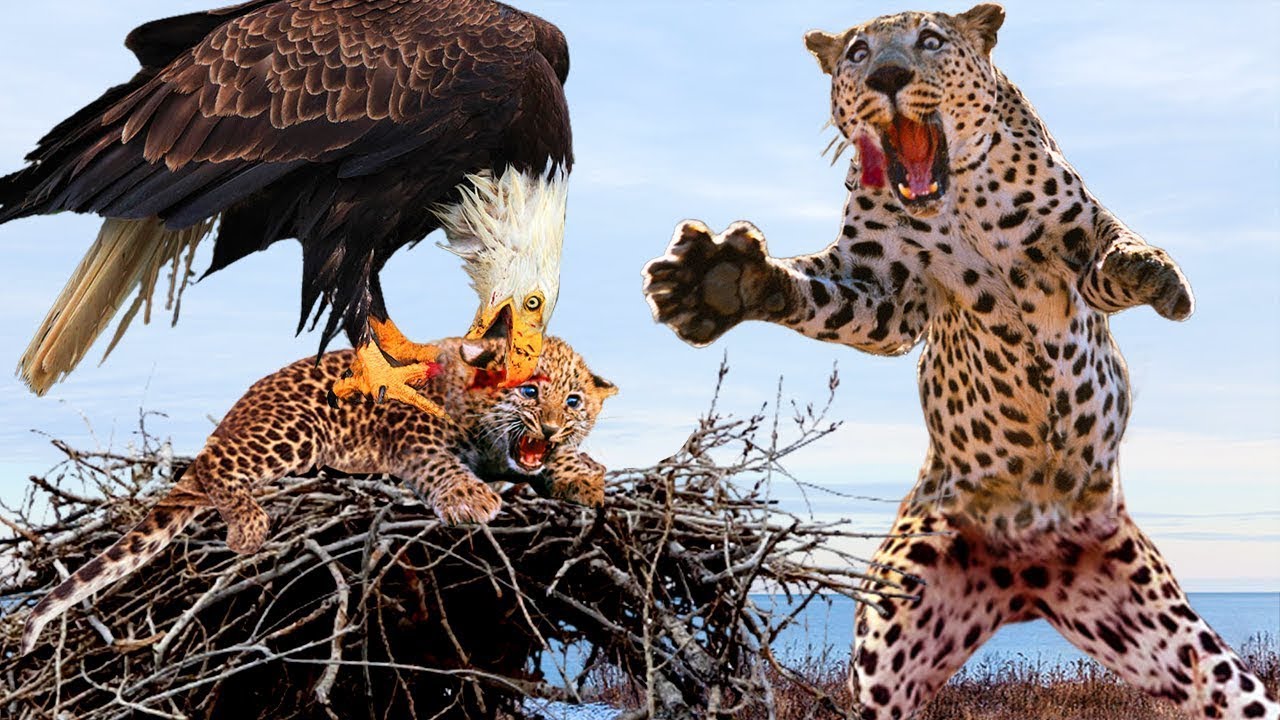Eagle Attack Leopard Cub! Eagle's Crazy Revenge Made Mother ...