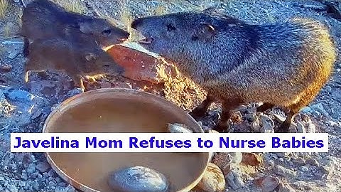 Javelina Mom Refuses to Nurse Babies: