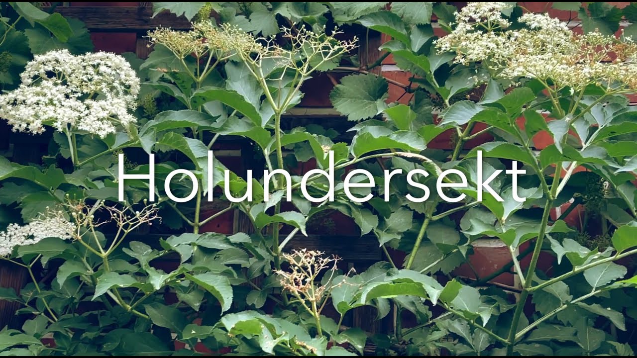 Holundersekt herstellen, Rezept – einfach - YouTube Holundersekt herstellen, Rezept – einfach - YouTube