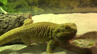 Bearded Dragon Crazy Head BoB and Arm stomp