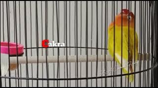 Download lagu LOVEBIRD BETINA KONSLET ||MASTERAN LOVEBIRD CAKRA LOVEBIRD BETINA NGEKEK PANJANG PASTI BUNYI