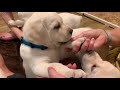 PUPS GONE WILD! Labrador Puppies' week of Antics and Surprises will Make You Smile