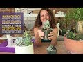 Succulent Demo: Separate and divide succulent offsets and stem babies