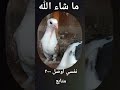 بعزم مش بتعزم