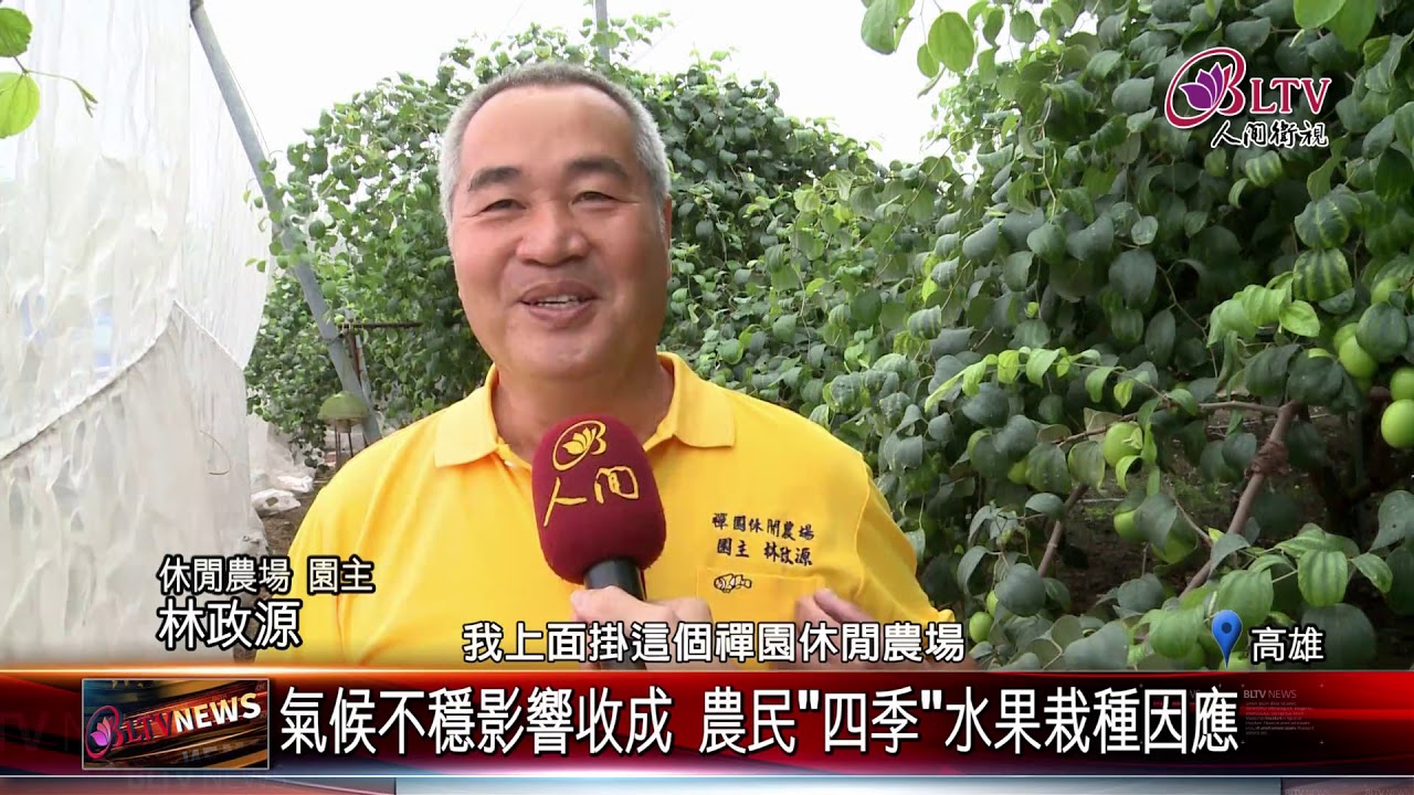大樹蜜棗紅了改良品種 中葉蜜棗 詢問度高 Youtube 大樹蜜棗紅了改良品種 中葉蜜棗 詢問度高 Youtube