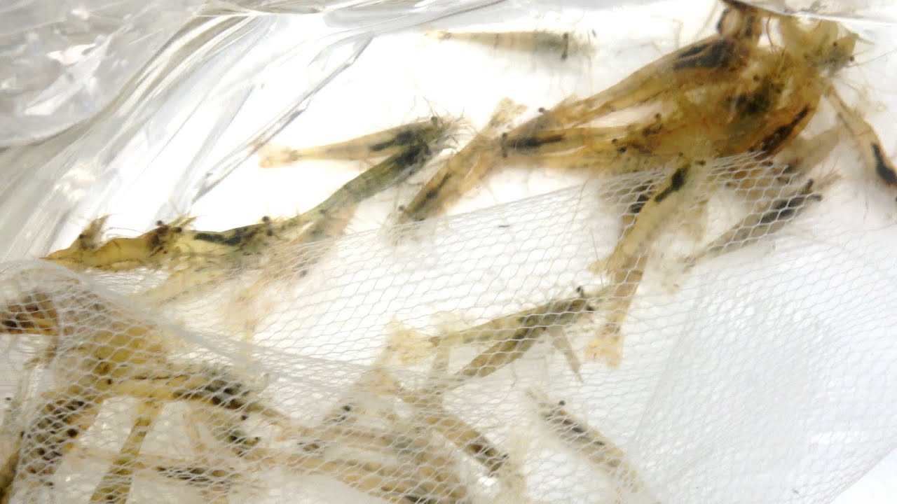 ネオケラ 90センチ　買い取り魚　早いもの勝ち12万 高級古代魚がやばい！！ネオケラドゥドゥスをいじめから救済＆その後の