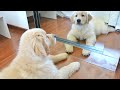 Puppy Sees Himself In The Mirror For The First Time #Shorts