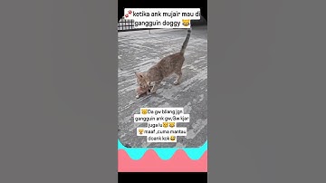 kucing #kucing #cutecatbandung #cutecat #cat #cutecatgangbang #cat #cutecatgangbang
