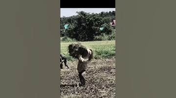 vác lúa thu hoạch lúa #shorts