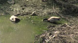 250 million gallons of sewage may have crossed the U-S Mexico border