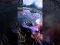 Secrets Of The Deep Stunning Underwater Images You Won T Believe Shorts Nature Beautyofnature Secrets Of The Deep Stunning Underwater Images You Won T Believe Shorts Nature Beautyofnature