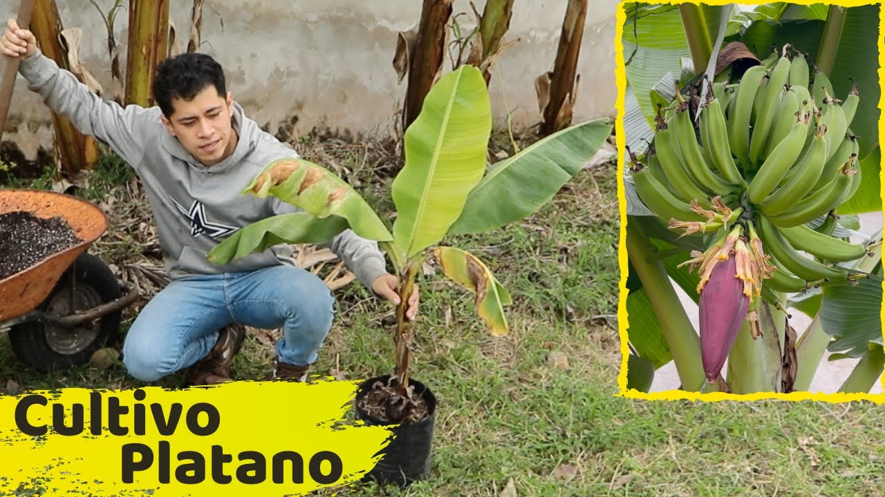 COMO SEMBRAR UNA PLANTA DE PLATANOS HUERTO CITADINO YouTube