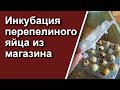 Инкубация перепелиного яйца из магазина