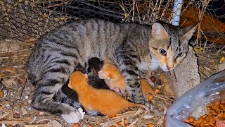 The full story of the rescued stray mother cat and her newborn kittens