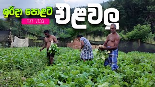 A Day In Sri Lankan Village Life Harvesting Vegetables Cooking In The Fields Asmr