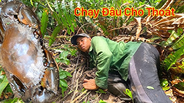 Tóm Gọn Bầy Cua Khủng Trong Rừng Cần Giờ Nơi Rất Nhiều Người Tìm Kiếm Không Gặp