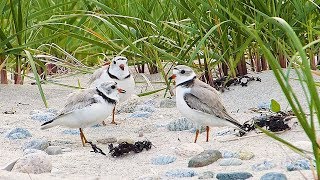 Piping Plovers