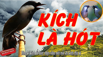 Khướu rừng hót giọng Bắt Cô Trói Cột kích bổi cực hiệu quả không tạp âm