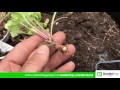 How to Propogate Heuchera