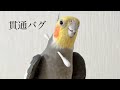 オブジェクトのめり込み対策がされていないオカメインコ