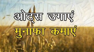 किसान Oats(ओट्स ) Farming को देगी ज्यादा मुनाफा | जई की खेती है फायदे का सौदा