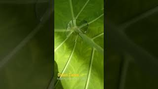 Bagai Air diatas Daun Talas | Sesuatu yg Sia-sia