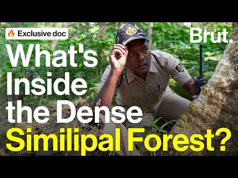 Brut Goes Patrolling With Forest Guards  | Brut Documentary