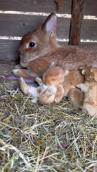 Little rabbit snuggles next to mother and sleeps. Cute pet rabbit. Little cute pet in the countrysi