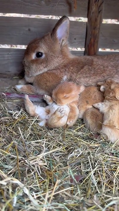 Little rabbit snuggles next to mother and sleeps. Cute pet rabbit. Little cute pet in the countrysi