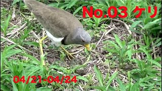 No.03 ケリ 野鳥 抱卵の交替 2022 4/21-4/24