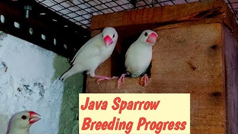 Java Sparrow progess and Breeding Tips