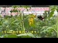 マルハナバチが飛んでトマトの花を受粉しています。