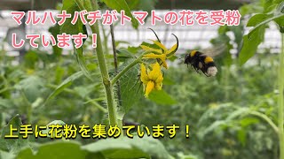 マルハナバチが飛んでトマトの花を受粉しています。