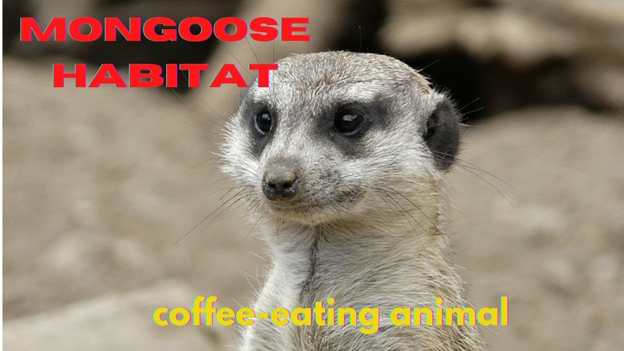 Animal habitat bloated or mongoose