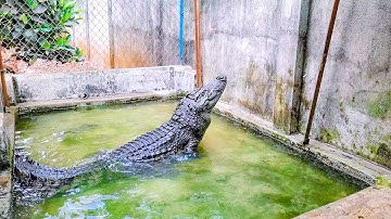 Cho cá sấu ăn, thăm bạn rùa và giới thiệu bạn mới