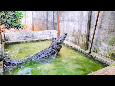 Video: Cá sấu cùn: ảnh, mô tả, thức ăn