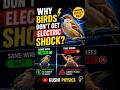 Why Birds Don’t Get Electric Shock? ⚡ | Amazing Physics Fact